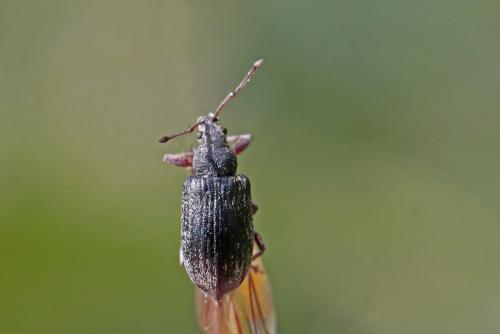 Réf. 303 682 : Phyllobius pyri